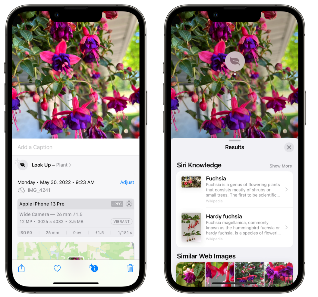 吊罗山乡苹果手机维修分享小技巧：使用 iPhone 相机识别花卉植物 